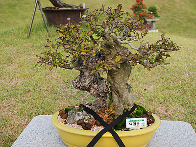 낙상홍 사진 - Ilex serrata Thunb. Photos