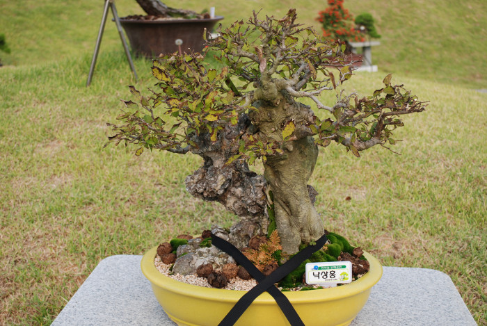 낙상홍 - Ilex serrata Thunb.