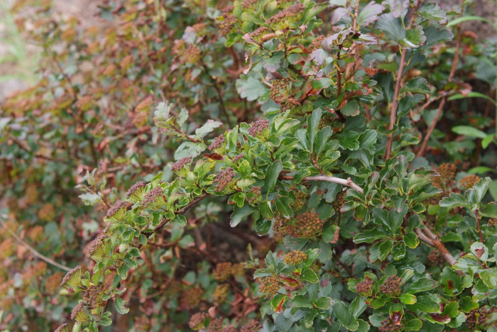 산조팝나무 - Spiraea blumei G.Don