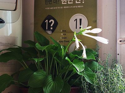 옥잠화 사진 - Hosta plantaginea (Lam.) Aschers. Photos