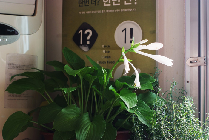 옥잠화 - Plantain lily, Hosta plantaginea (Lam.) Aschers.
