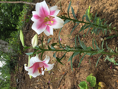 백합 사진 - Lilium longiflorum Thunb. Photos