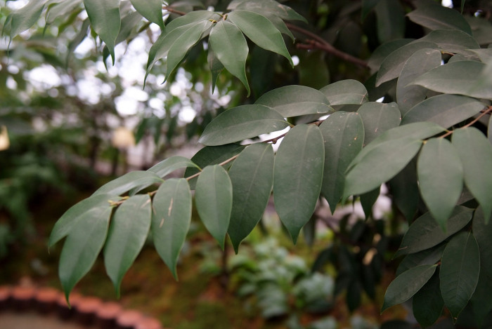 구실잣밤나무 - Castanopsis sieboldii (Makino) Hatus.