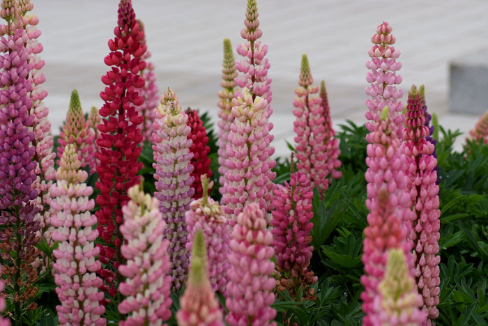 루피너스 - lupine, Lupinus spp
