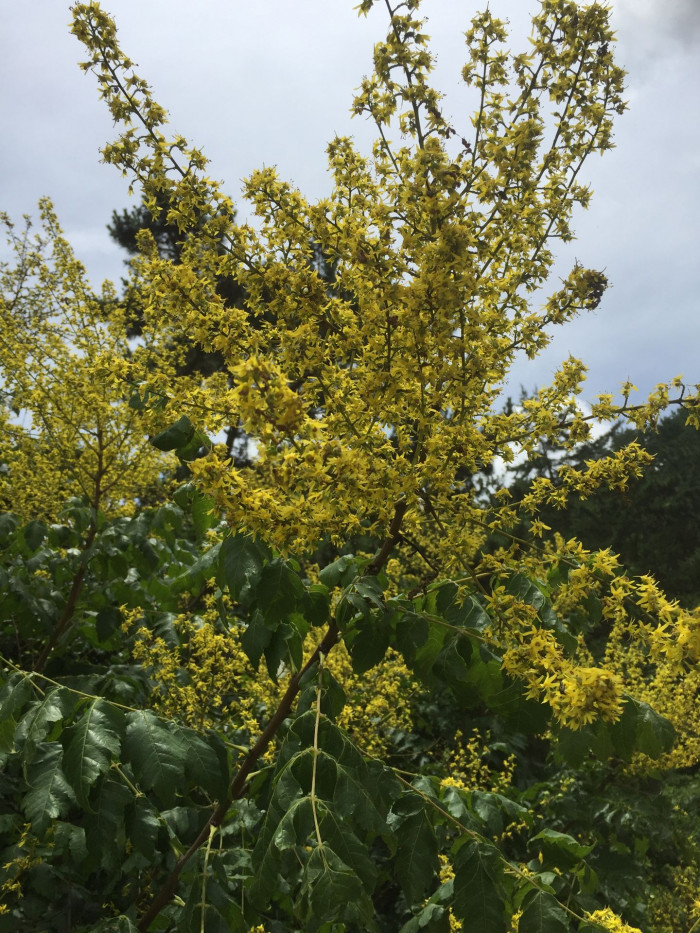 모감주나무 - Koelreuteria paniculata Laxmann