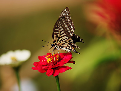 백일홍 사진 - Zinnia elegans Photos