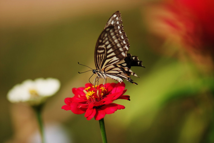 백일홍 - Zinnia, Zinnia elegans