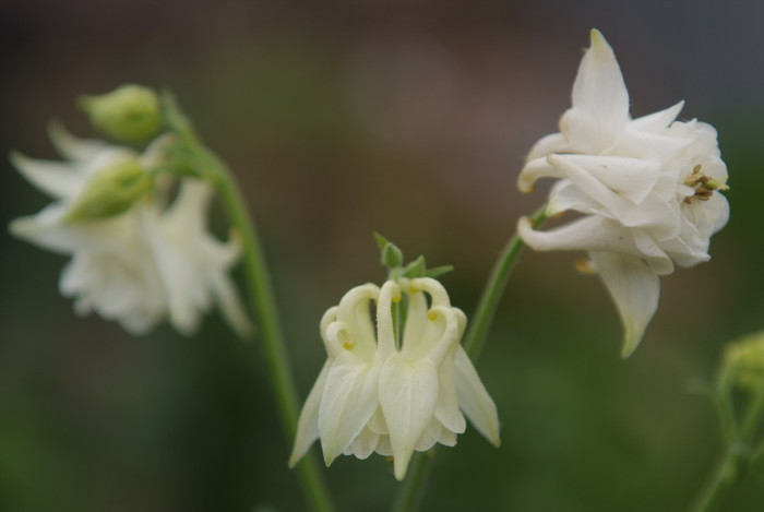 매발톱 - columbine, Aquilegia buergeriana Siebold & Zucc. var. oxysepala (Trautv. & C. A. Mey.) Kitam.
