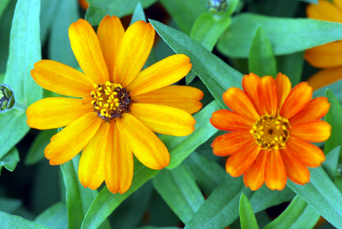 백일홍 - Zinnia, Zinnia elegans