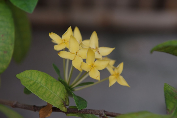 익소라 자바니카 - Ixora javanica