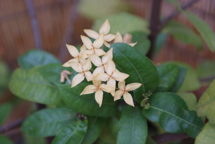 익소라 자바니카 - Ixora javanica