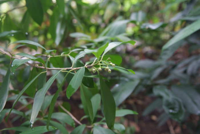 아르디시아 루밀리스 - Arisia humulis, Ardisia humilis