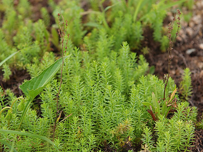 애기솔나물 사진 - Galium verum var. asiaticum for. pusillum (Nakai) M.Park Photos