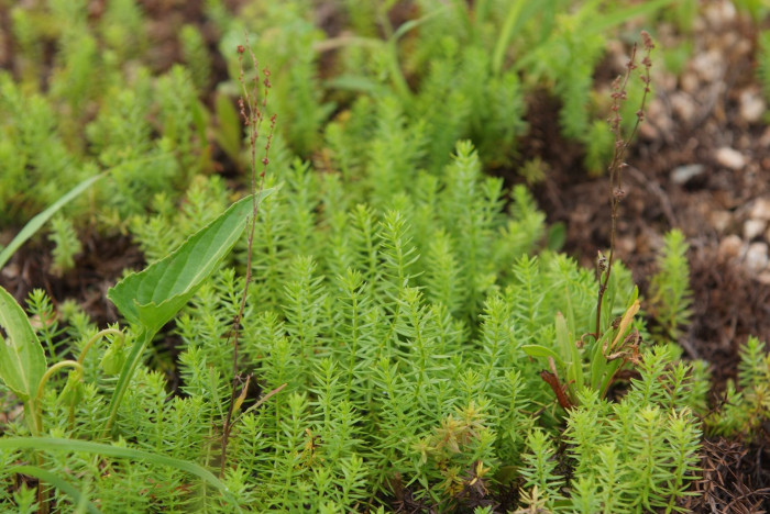 애기솔나물 - Galium verum var. asiaticum for. pusillum (Nakai) M.Park