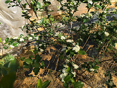 아로니아 사진 - Aronia melanocarpa Photos