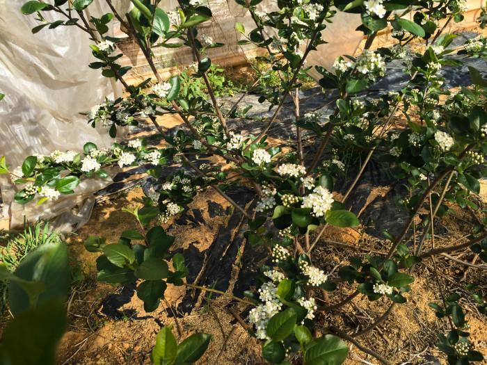 아로니아 - Black Chokeberry, Aronia melanocarpa