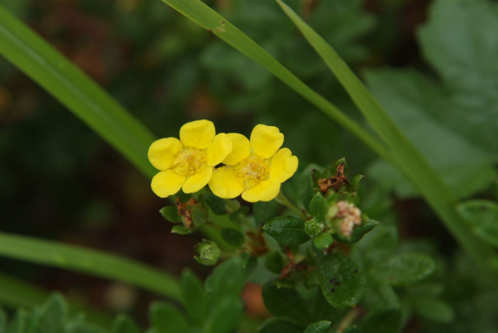물싸리풀 - Potentilla bifurca var. glabrata Lehm.