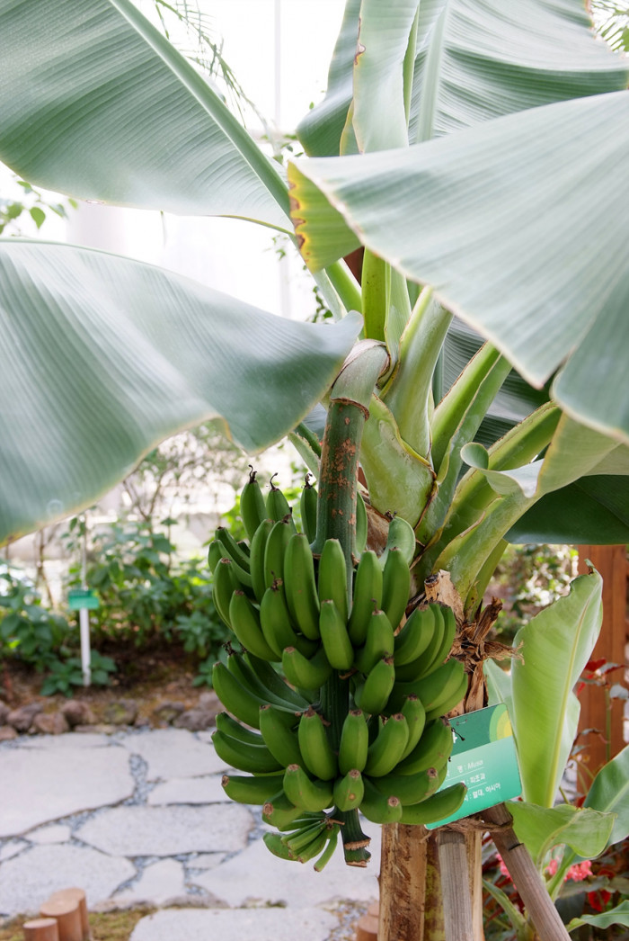 바나나나무 - Banana, Musa paradisiaca L.