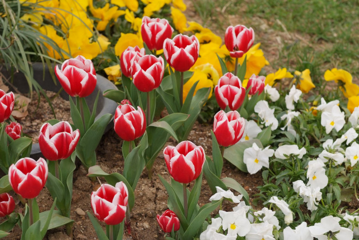 튤립 - Tulip, Tulipa gesneriana