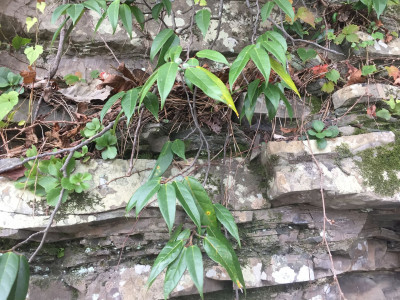 모람 사진 - Ficus oxyphylla Miq. ex Zoll. Photos