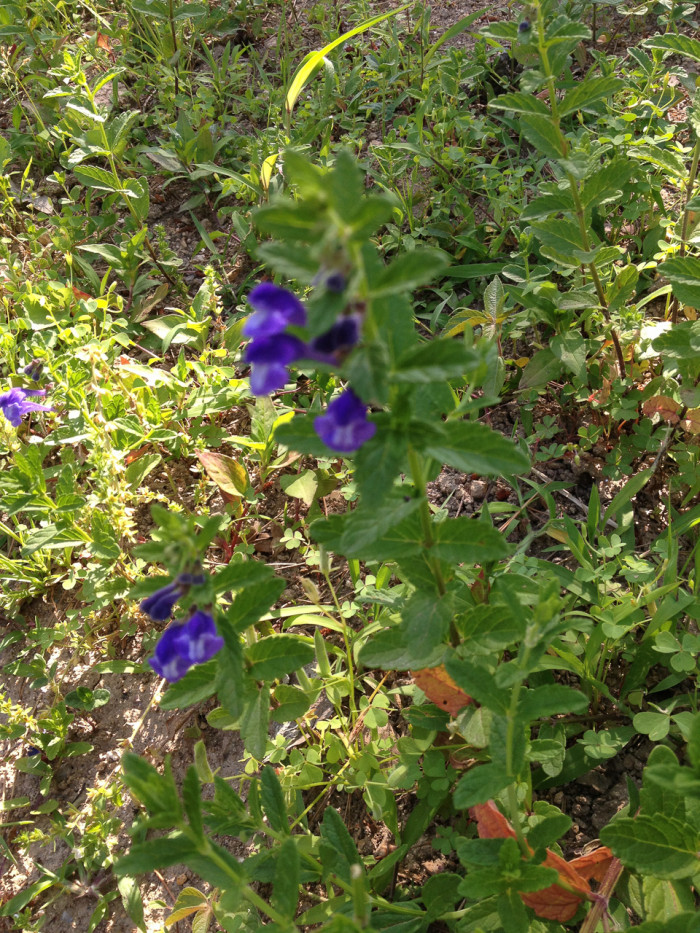 골무꽃 - Scutellaria indica L.