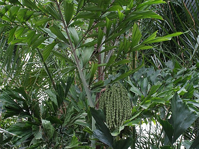 공작야자 사진 - Caryota mitis Photos