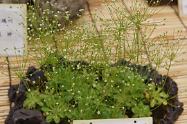 애기봄맞이 - Androsace filiformis Retz.