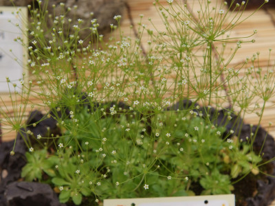 애기봄맞이 사진 - Androsace filiformis Retz. Photos