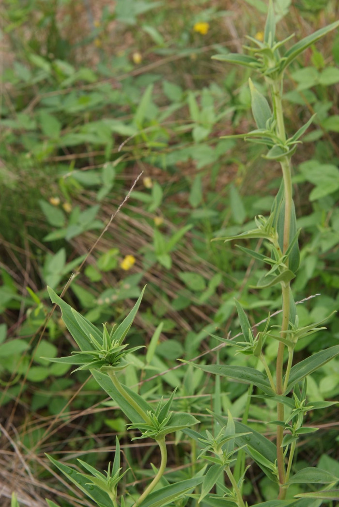용담 - Gentiana scabra Bunge for. scabra