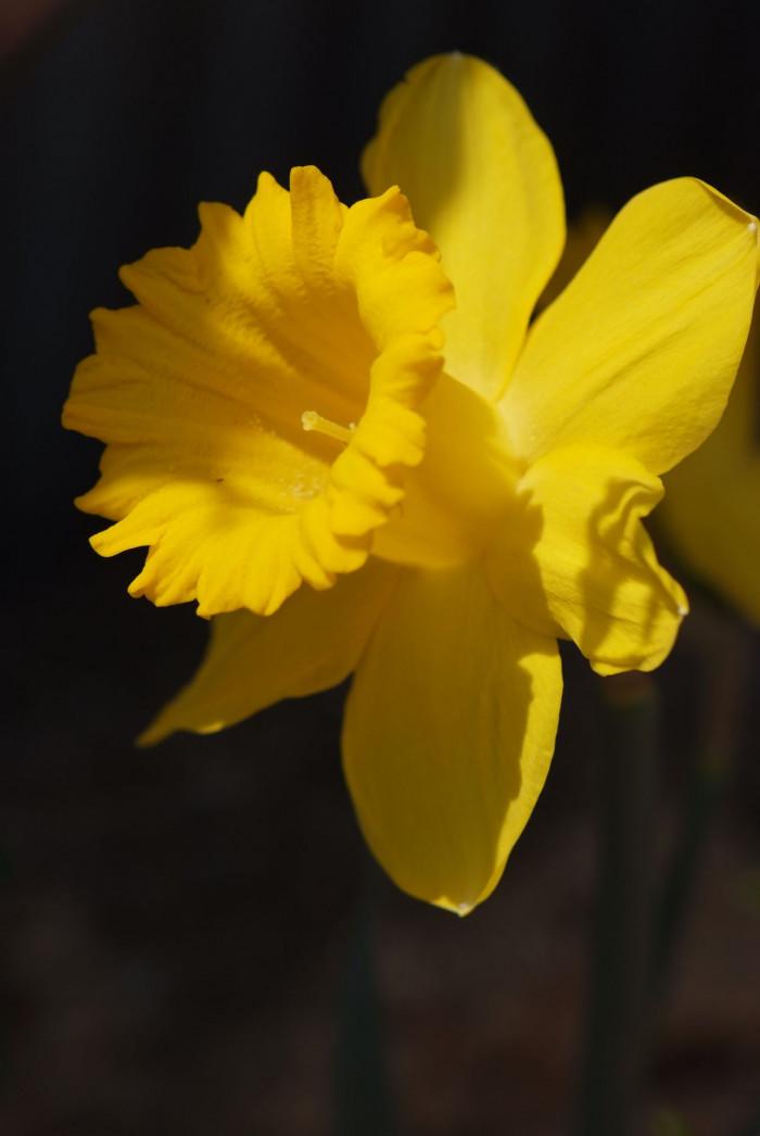 수선화 - daffodil, Narcissus tazetta var. chinensis