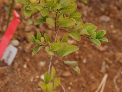 갈기조팝나무 사진 - Spiraea trichocarpa Nakai Photos