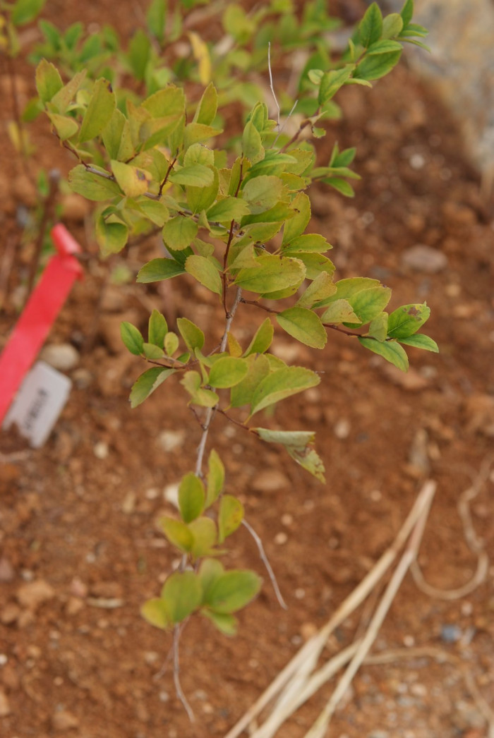 갈기조팝나무 - Spiraea trichocarpa Nakai