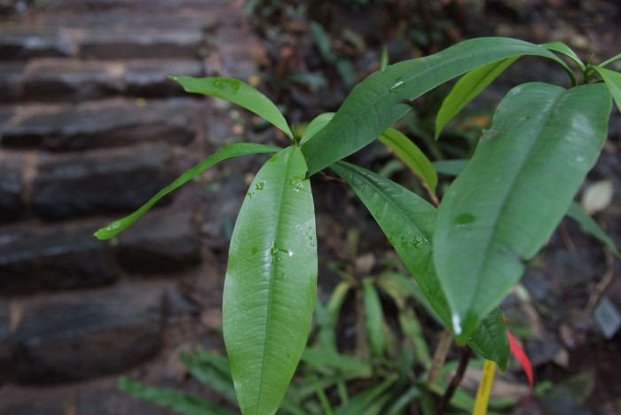 용화수 - Alexandrian laurel, balltree, laurelwood, Beauty Leaf, Calophyllum inophyllum
