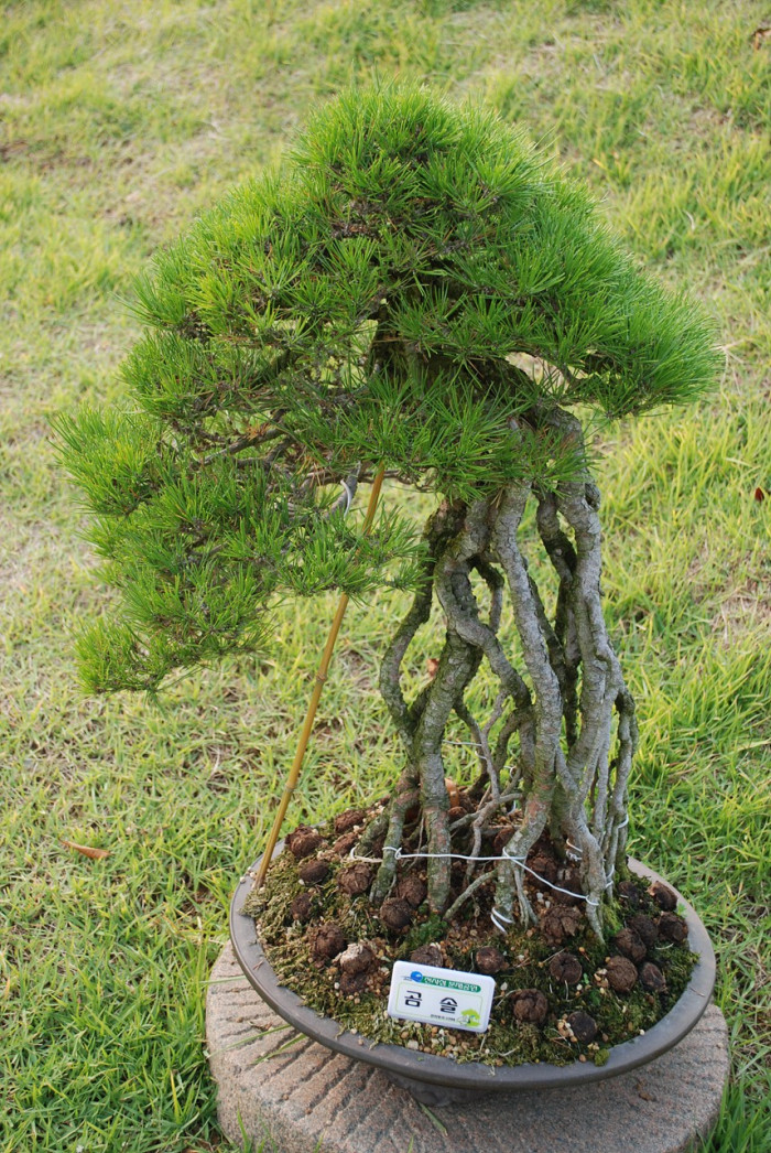 곰솔 - Pinus thunbergii Parl.
