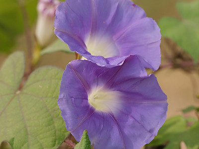 나팔꽃 사진 - Pharbitis nil (L.) Choisy Photos