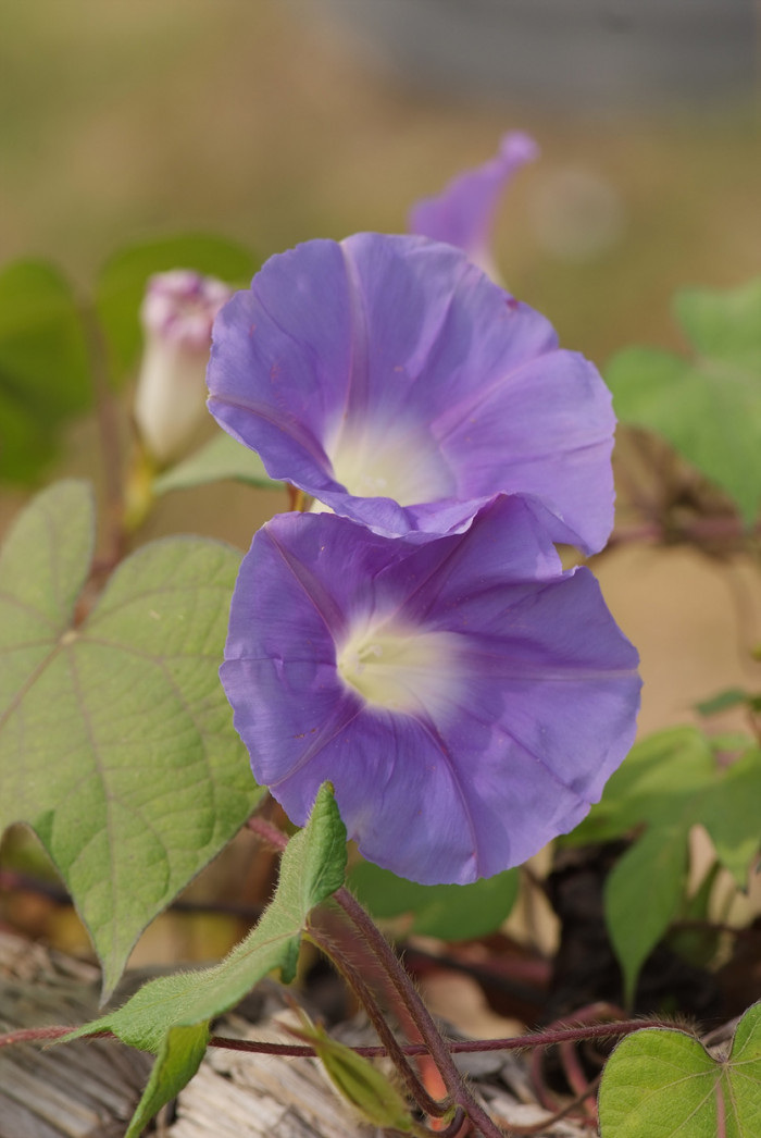 나팔꽃 - morning glory, Pharbitis nil (L.) Choisy