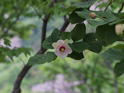 함박꽃나무 사진 - Magnolia sieboldii K.Koch Photos