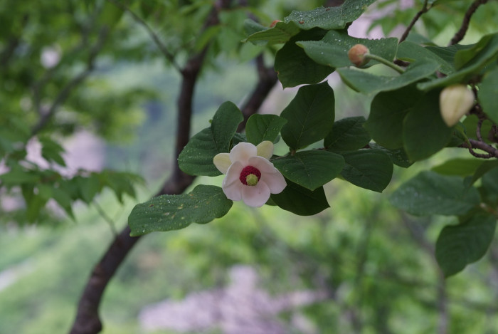 함박꽃나무 - Magnolia sieboldii K.Koch