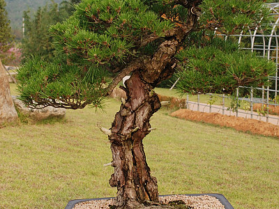 곰솔 사진 - Pinus thunbergii Parl. Photos
