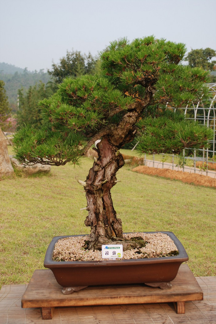 곰솔 - Pinus thunbergii Parl.