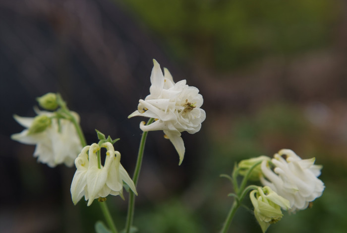 매발톱 - columbine, Aquilegia buergeriana Siebold & Zucc. var. oxysepala (Trautv. & C. A. Mey.) Kitam.