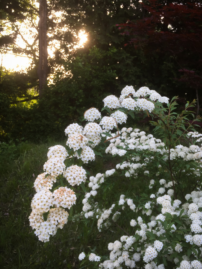 공조팝나무 - Spiraea cantoniensis Lour.