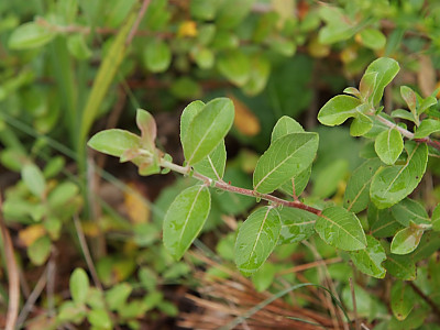 제주산버들 사진 - Salix blinii H.Lev. Photos