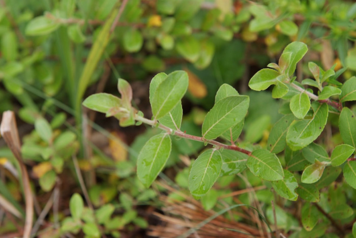 제주산버들 - Salix blinii H.Lev.