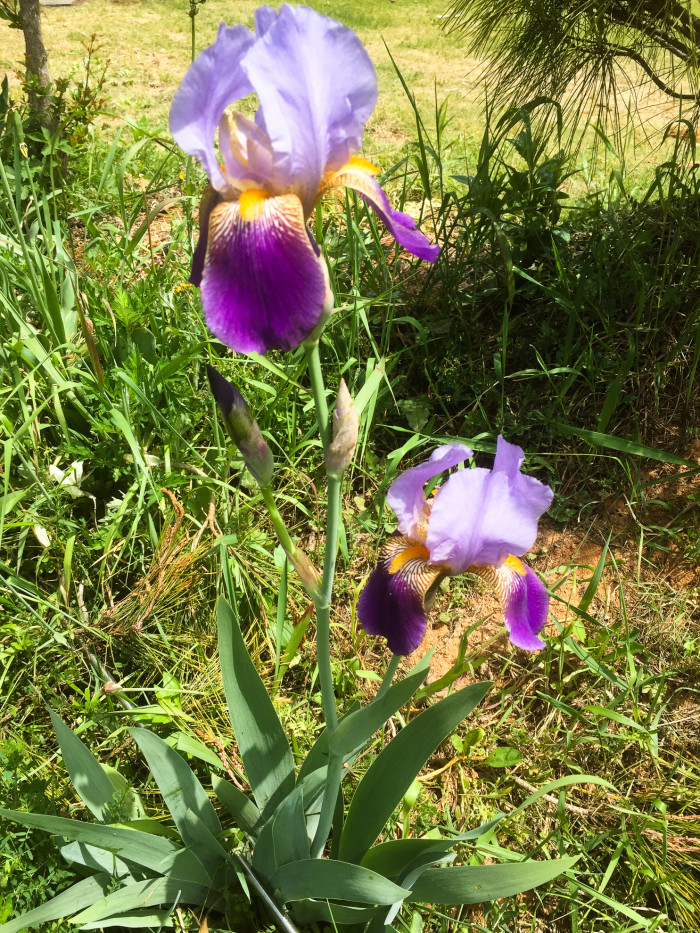 독일붓꽃 - German iris, Iris germanica L.