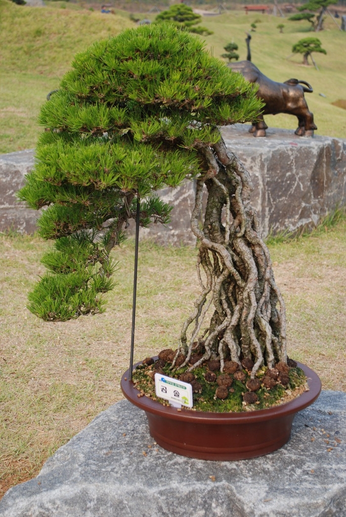 곰솔 - Pinus thunbergii Parl.