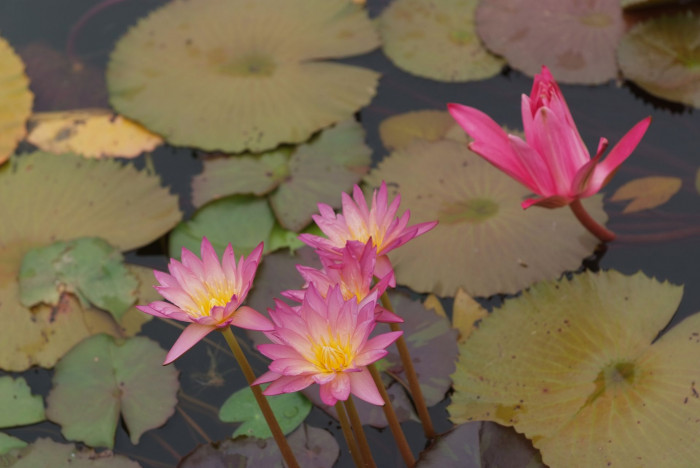 수련 - Nymphaea tetragona var. angusta