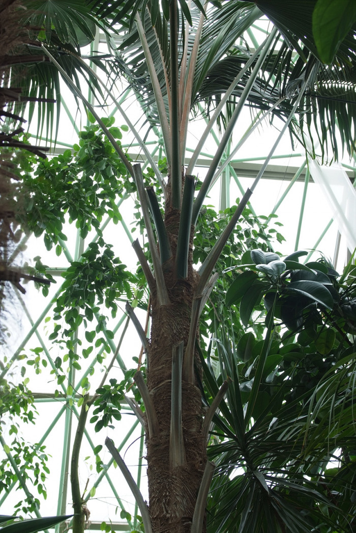 켄차야자 - Kentia palm, Howea Forsterana