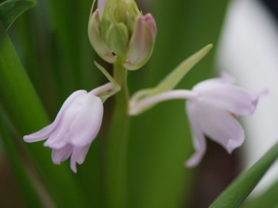 쉴라 사진 - Scilla spp. Photos
