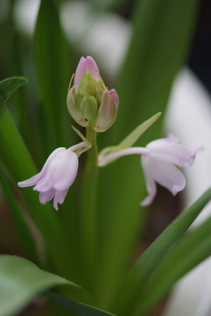 쉴라 - Scilla, Scilla spp.